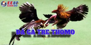 Các thông tin về đá gà tre Thomo