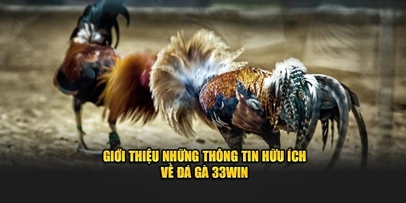 Đá gà 33win và những cuộc đối đầu cân não